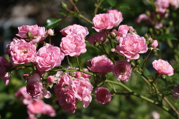 rosen, buschrose, rosa, strauch, duften