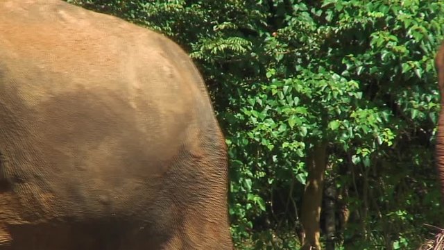 Elephants Flapping Their Ears, Pinnewala Sri Lanka
