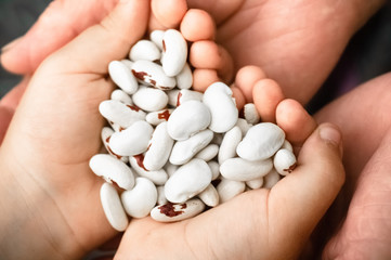 Kidney beans. White kidney beans with red spots in the hands of grandmother and little girl, In the hands of vegetables. Clouse-up