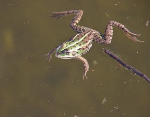Grenouille verte