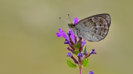 Erebia ottomana  180