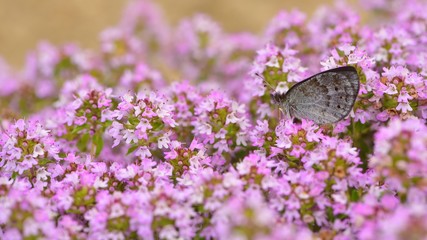 Erebia ottomana  181