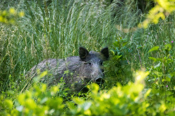 Sanglier dans la carrière