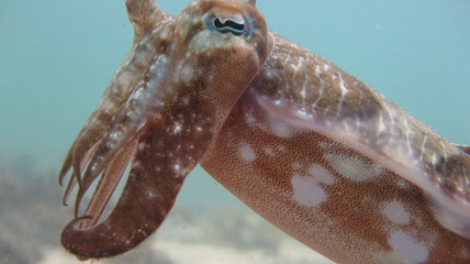 Mourning Cuttlefish, Sepia Plangon in Sydney, Australia