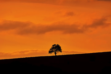 Silhouette of a Tree