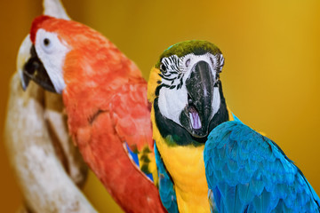 The Macaw Parrots