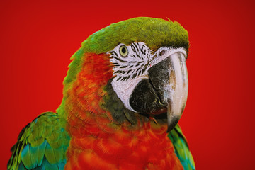 The Macaw Parrot