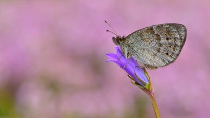 Erebia ottomana  183