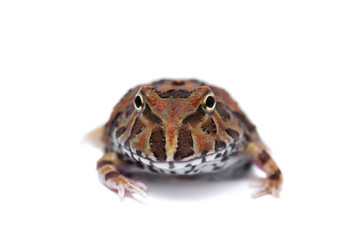 The chachoan horned frog isolated on white