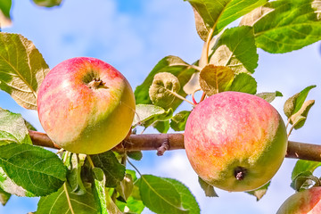 Two apples on a branch, close-up