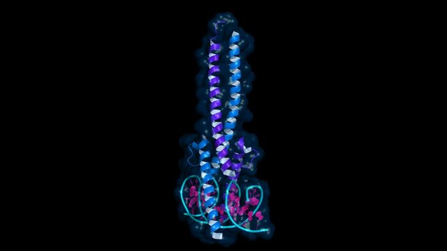 c-Myc and Max transcription factors bound to DNA. Rotating cartoon model with semi-transparent surface, seamless loop