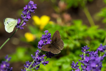 Large brown butterfly on violet levander flower