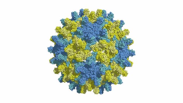 Hepatitis B capsid, rotating space-filling model, seamless loop