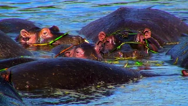 Baby Hippo Between Adults