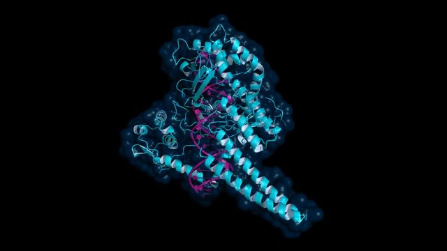 Topoisomerase I enzyme bound to double-stranded DNA, cartoon model with semi-transparent surface, seamless loop