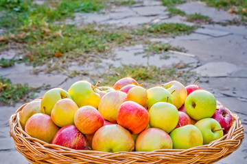 Harvest of apples in a wicker basket