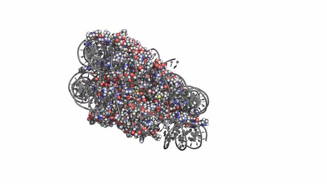 Nucleosome with DNA wrapped around it, rotating space-filling model, seamless loop