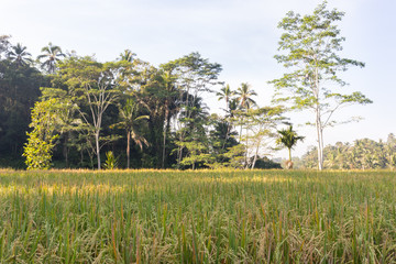Rice field in the background of tropical trees
