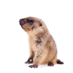 The bobak marmot cub on white