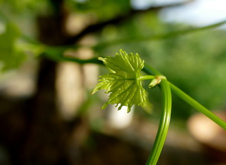 Weinblatt am Trieb