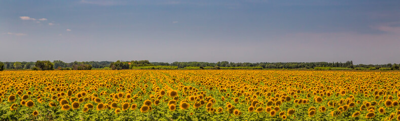 Panoramic view of a field of sunflowers in Provence, France