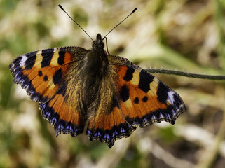 Large tortoiseshell butterfly Nymphalis polychlorus