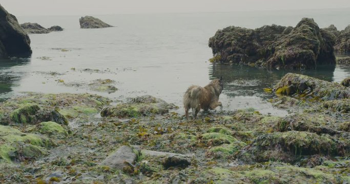 Big silly dog running on beach