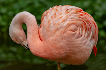 The Beautiful Plumage of a Posing Pink Flamingo