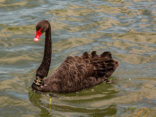 Black Swan with Red Beak on a Pond in Melbourne, Australia