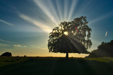 Sunlight Through The Great Oak Tree