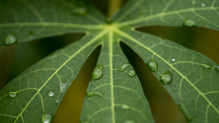 Gotas en una hoja de yuca