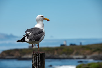 Seagull perched on pier with bright sky and land begind