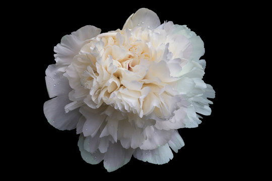 The large flower of a white peony with a set of petals and drops of water isolated on a black background.