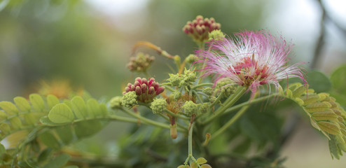 Flor del sinu