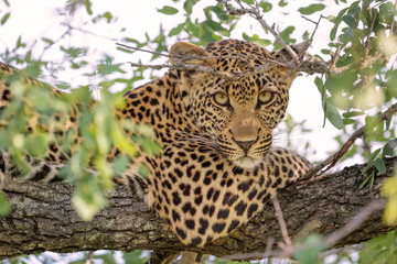 Leopard in Tree, African Wildlife