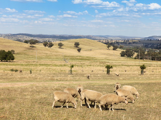 Fototapeta premium Cowra - New South Wales Australia. Located in the central western region of NSW Cowra has good agricultural land with sheep and grain crops. 