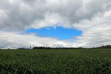 cultivated fields