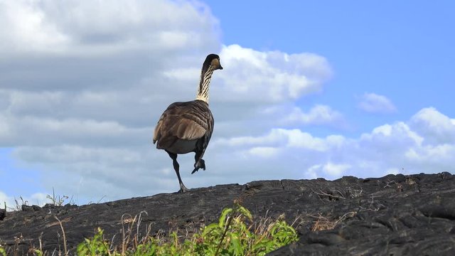 Hawaiian goose or Nene look out on a cliff - Hawaii