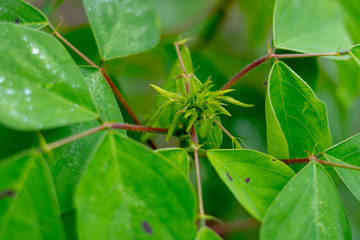 Close-up of a bud