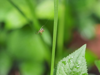From morning spider prepare web