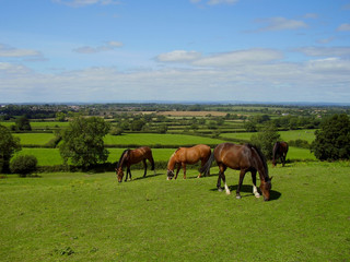 Naklejka na ściany i meble A group of horses graze the sweet green grass at Old Sodbury