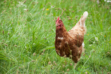 portrait of chicken in a Traditional free range poultry farming
