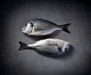 Fish Dorada raw and fresh on a grey stone background, top view. Seafood, fish