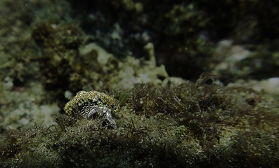 Solar powered sea slug ( elysia diomedea )