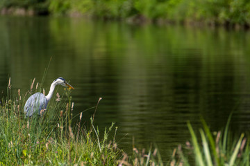 Héron à l'affût #2