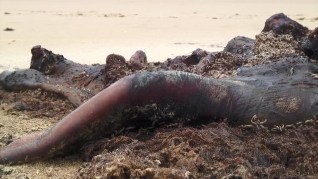 Maggots Eating Flesh, Cabo Polonio