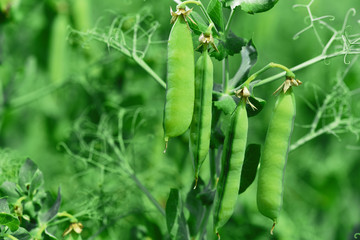 Beautiful close up of green fresh peas and pea pods. Healthy food. Selective focus on fresh bright green pea pods on a pea plants in a garden. Growing peas outdoors and blurred background.