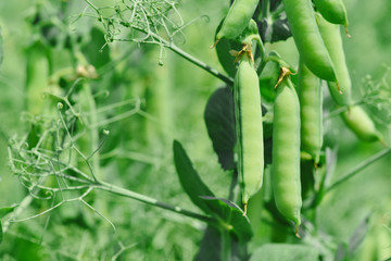 Beautiful close up of green fresh peas and pea pods. Healthy food. Selective focus on fresh bright green pea pods on a pea plants in a garden. Growing peas outdoors and blurred background.