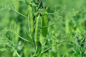 Beautiful close up of green fresh peas and pea pods. Healthy food. Selective focus on fresh bright green pea pods on a pea plants in a garden. Growing peas outdoors and blurred background.