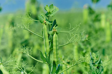 Beautiful close up of green fresh peas and pea pods. Healthy food. Selective focus on fresh bright green pea pods on a pea plants in a garden. Growing peas outdoors and blurred background.